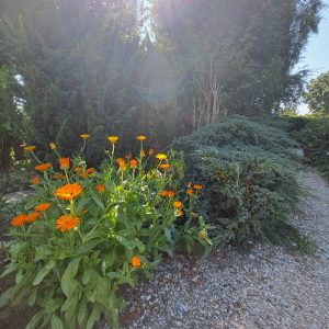 Cursussen