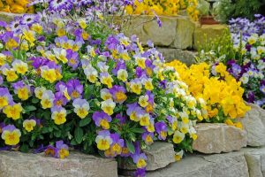 Viooltjes